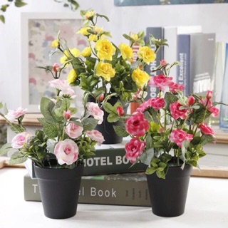 🌷Chậu hồng đẹp mê ly 3 màu kèm chậu 