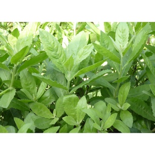 Lá Cúc Tần Tươi 1kg
