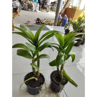 Dendro lai hồ điệp hoa tím