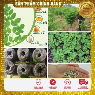Bộ gói hạt giống Chùm ngây