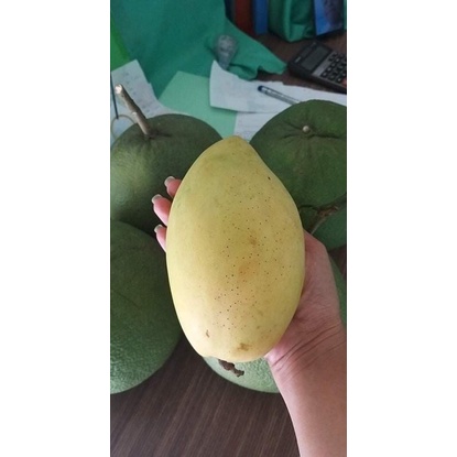 Xoài Cát Hoà Lộc Vip Trái 500g Bao Ngọt Thơm - Giao Tận Nơi