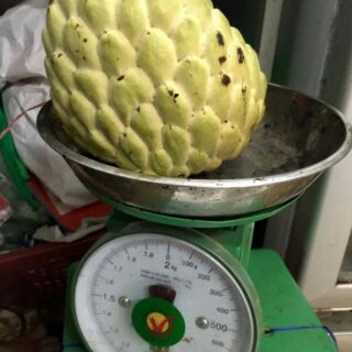 Cây giống na thái ( na xiêm )
