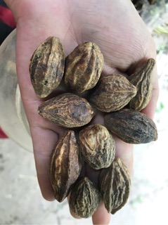 Kha tử 500gram