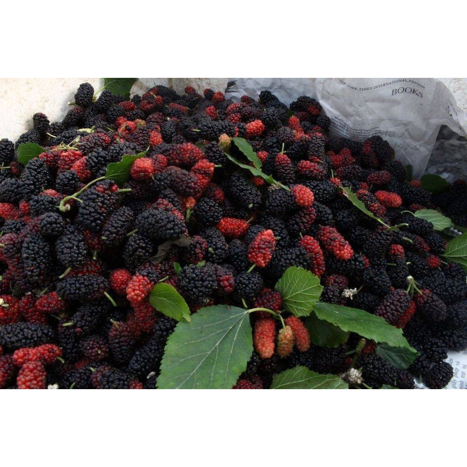 Dâu tằm ngâm đường phèn 1 kg, dâu tằm đà lạt ngâm đường.