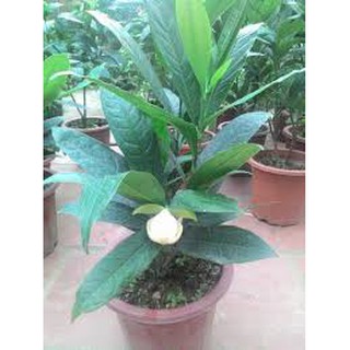 CÂY HOA DẠ HỢP (DẠ HỢP HƯƠNG)