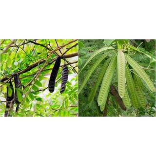 Cây BỒ KẾT giống, cây đẹp gửi nguyên bầu