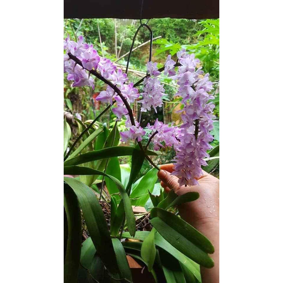 Hoa lan đuôi sóc hàng rừng