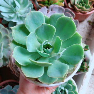 Chậu sen đá xanh đất