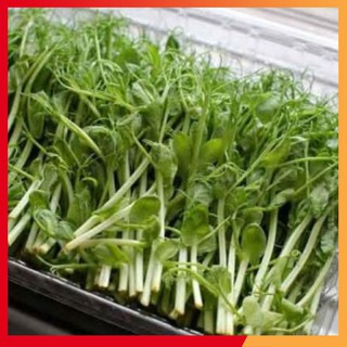 HẠT GIỐNG RAU MẦM ĐẬU HÀ LAN 50 GRAM