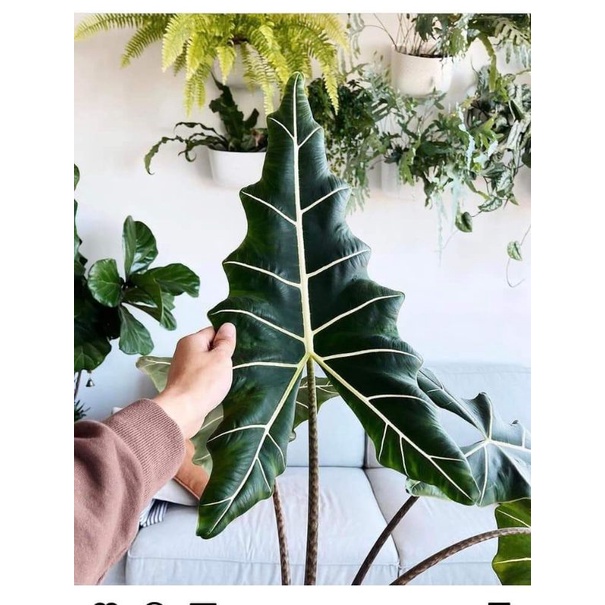 Cây Alocasia Sarian- cây nhỏ, cây khoẻ rễ nhiều