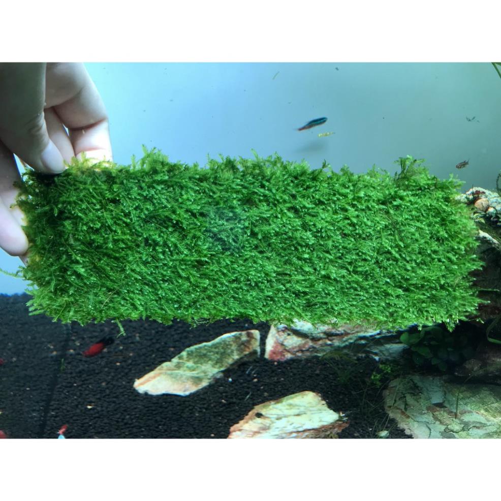 Rêu Mini Taiwan Vỉ 8x20