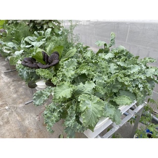 Combo thùng thủy canh tĩnh