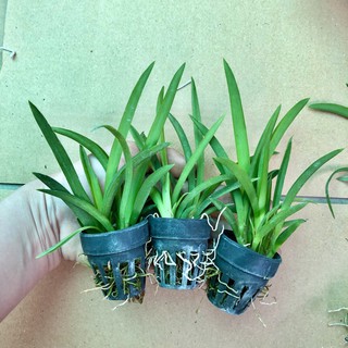 Vũ nữ bút chì cây giống