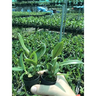 HOA LAN 4N XƯA