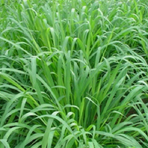 Hạt Giống Cỏ Mulato 2 - Gói 100Gr
