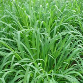 Hạt giống cỏ mulato 2 - gói 100gr