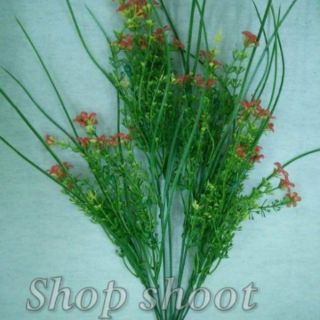 Cỏ điểm Hoa sam tai chuột