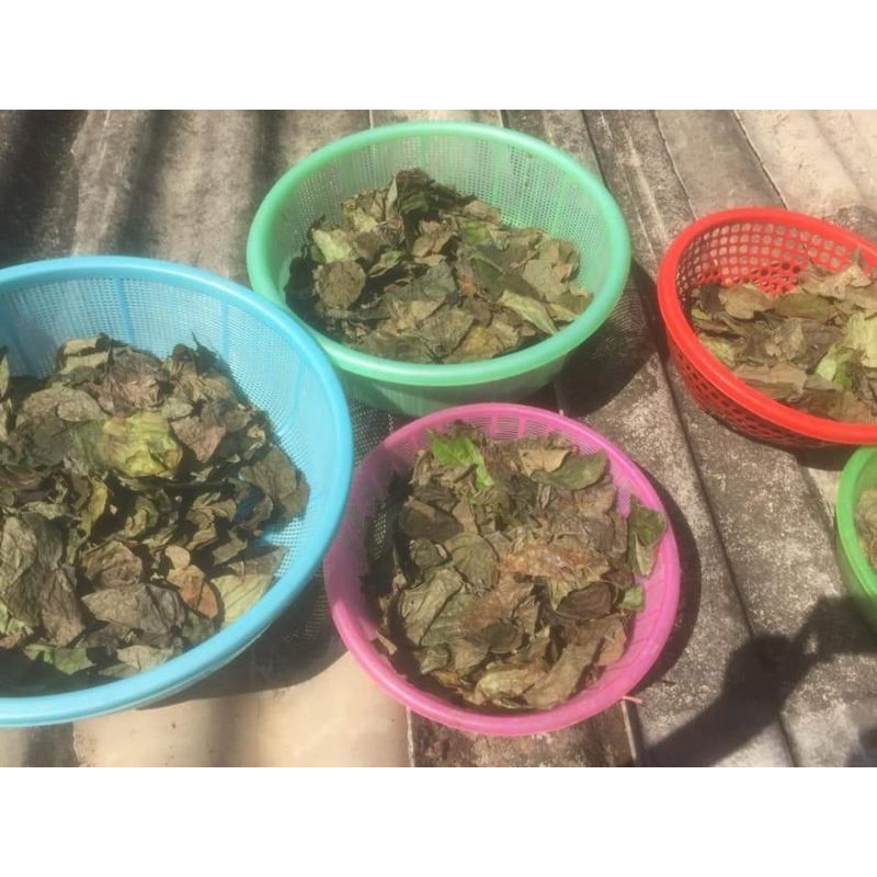 thảo dược xông cửa mình