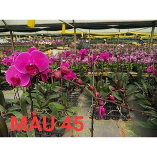 Lan hồ điệp màu 45 hoa đại, cốc 2.5
