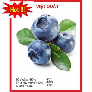 Hạt Giống Việt Quất 5 Hạt