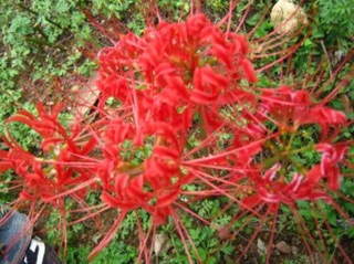 Củ hoa Bỉ ngạn