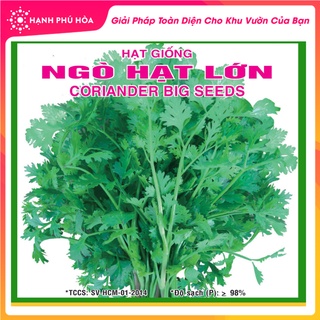 Hạt Giống Ngò Hạt Lớn Sen Vàng 1kg - Năng Xuất cao - dễ Trồng