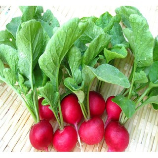 Hạt giống củ cải đỏ tròn mini