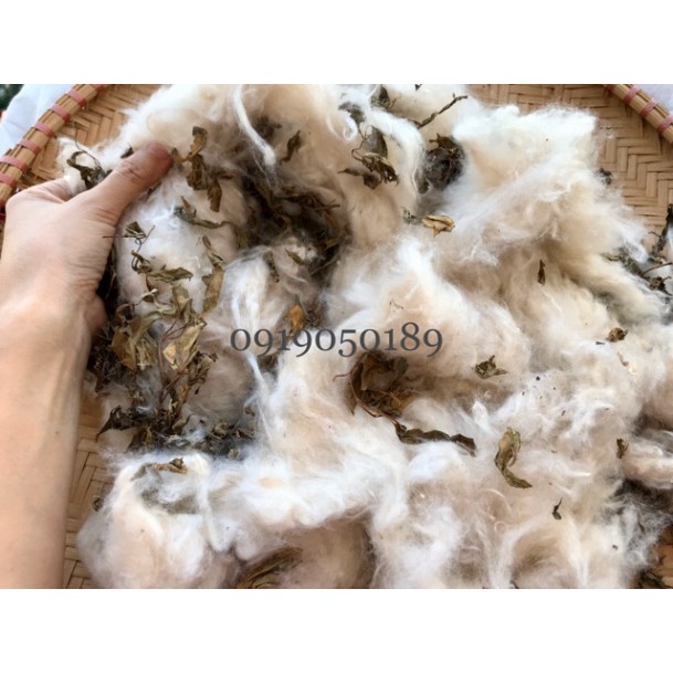 [Hoangminh] Gối lá đinh lăng từ bông gạo tự nhiên ( đinh lăng handmade sao vàng hạ thổ)