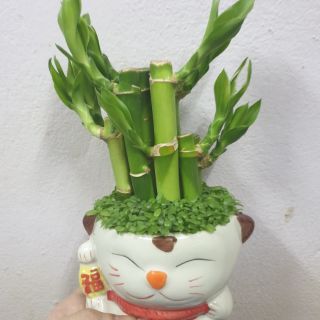 Cây trúc phú quý
