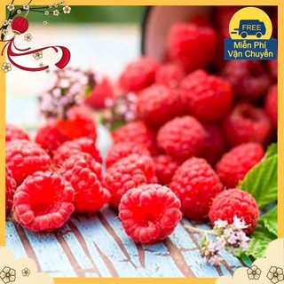 Hạt Giống Quả Mâm Xôi Đỏ