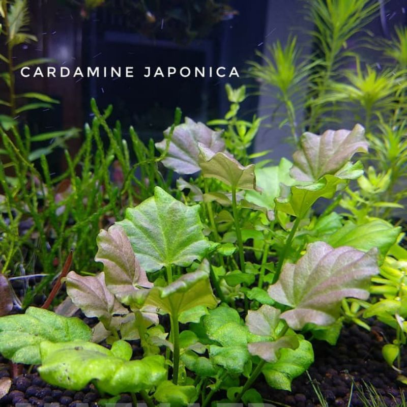 Cây rau má var thủy sinh | cây thủy sinh trung cảnh