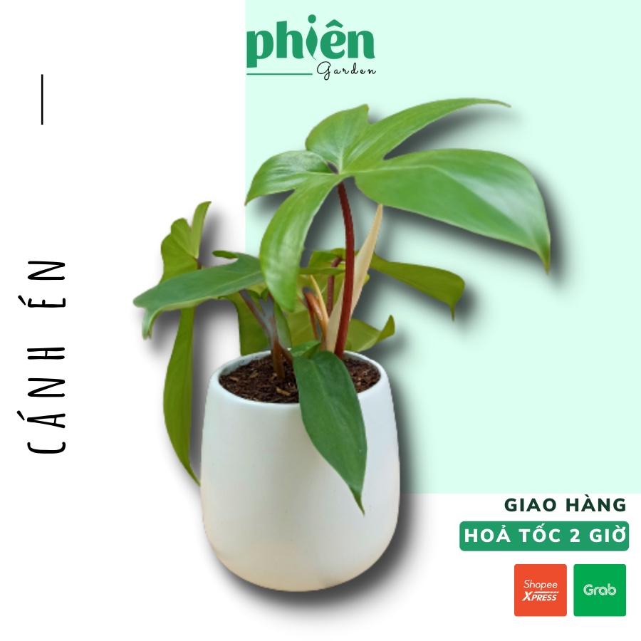 Cây trầu bà cánh én, cây én xanh kèm chậu gốm tráng men, cây Philodendron Florida Ghost