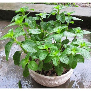 Hạt Giống Cây Bạc Hà