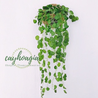 Cây Giả - dây leo trang trí rau má nhật (không kèm giỏ treo)