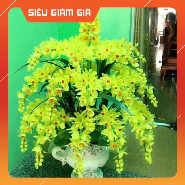 Set vật liệu đầy đủ làm chậu lan vàng cỡ to