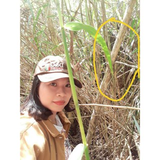 Mật ong rừng U Minh Hạ