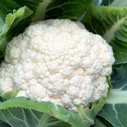 HẠT GIỐNG SÚP LƠ TRẮNG MÙA HÈ TACHAN F1