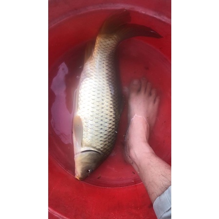 Mồi câu TIẾN LUFFY gói 1kg