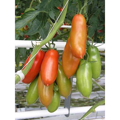 Hạt Giống Cà Chua Roma Tomatos Quả Dài Vị Ngọt Giống Cao Sản Gói 30 Hạt