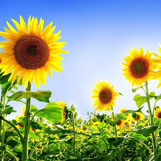 SIÊU RẺ - Hạt Giống Hoa Hướng Dương hàng nhập khẩu.