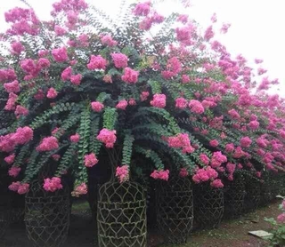 Tường vi bầu lớn - màu hồng - đỏ + tặng 02 cây nhót ngọt
