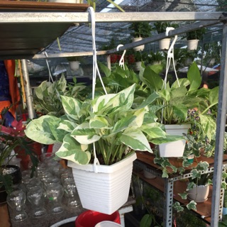 Trầu bà cẩm thạch - trầu bà sữa