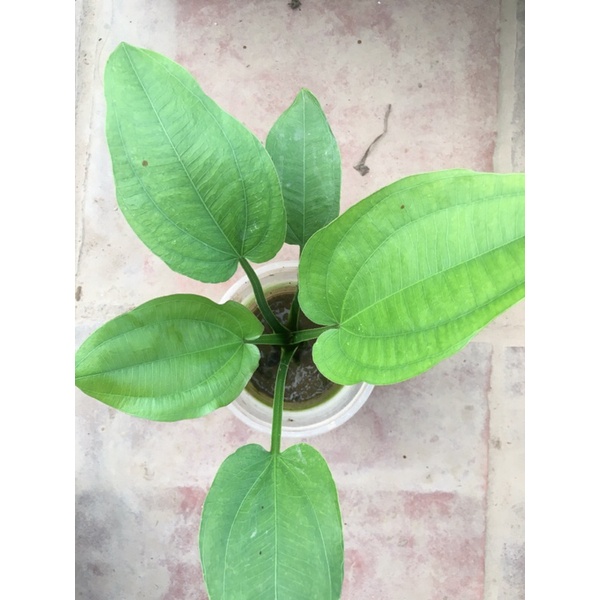 Cây bách thủy tiên