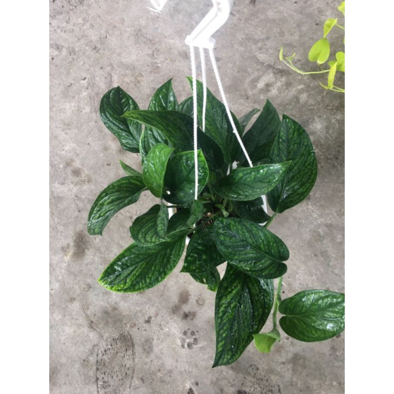 Cây 🌲 Trầu Bà Hạnh Phúc treo