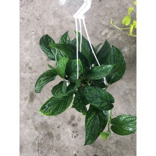Trầu bà hạnh phúc