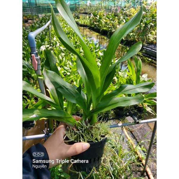 Vũ Nữ Hoàng Hậu Xanh Cây Trung Sắp Hoa