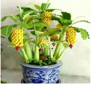 Hạt giống chuối cảnh