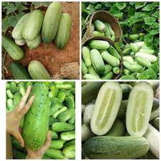 Hạt giông dưa chuột mèo _30 hạt