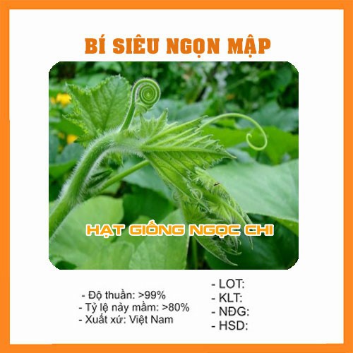 Hạt Giống Bí Siêu Ngọn (Hạt Giống Ngọc Chi) - 10Gr