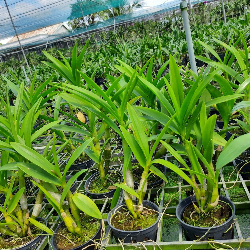 Hoa Lan Dendro Nắng Tre Xanh Thơm
